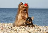 YORKSHIRE TERRIER 355